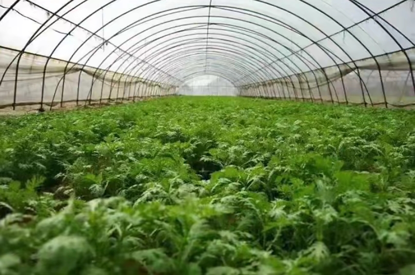 南阳艾草协会 南阳艾草协会